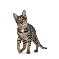 Кошки