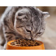 Корм для котів та кошенят Корм для котів та кошенят