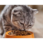 Корм для котів