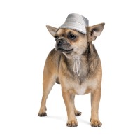 Панама Pet Fashion «Party» XS